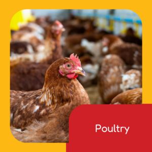 Poultry